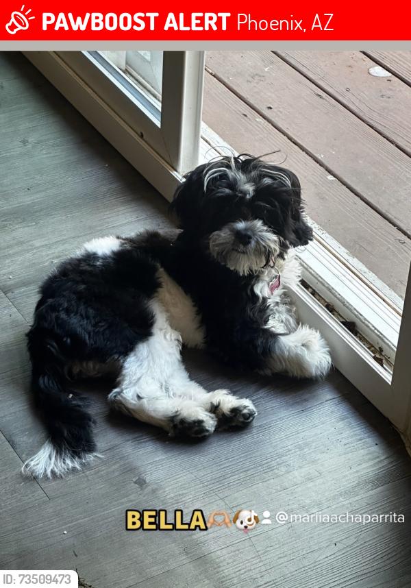 Lost Female Dog last seen 55th ave and McDowell, Phoenix, AZ 85035