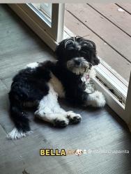 Lost Female Dog last seen 55th ave and McDowell, Phoenix, AZ 85035