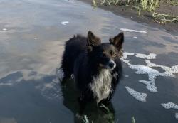 Lost Male Dog last seen Milepost 326 on new highway 12, Walla Walla, WA 99362