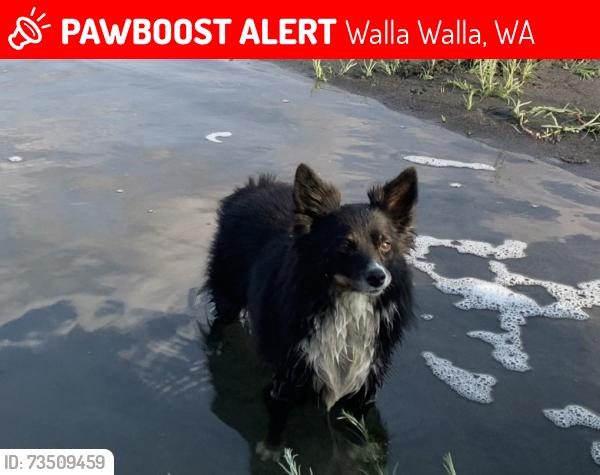 Lost Male Dog last seen Milepost 326 on new highway 12, Walla Walla, WA 99362