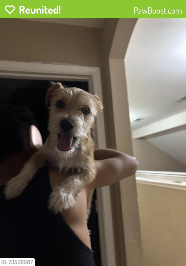 Reunited Male Dog last seen Arlington, Arlington, TX 76001