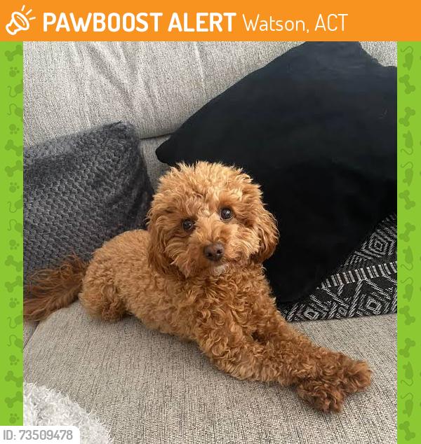 Found/Stray Unknown Dog last seen A’Beckett and Knox St, Watson, ACT 2602