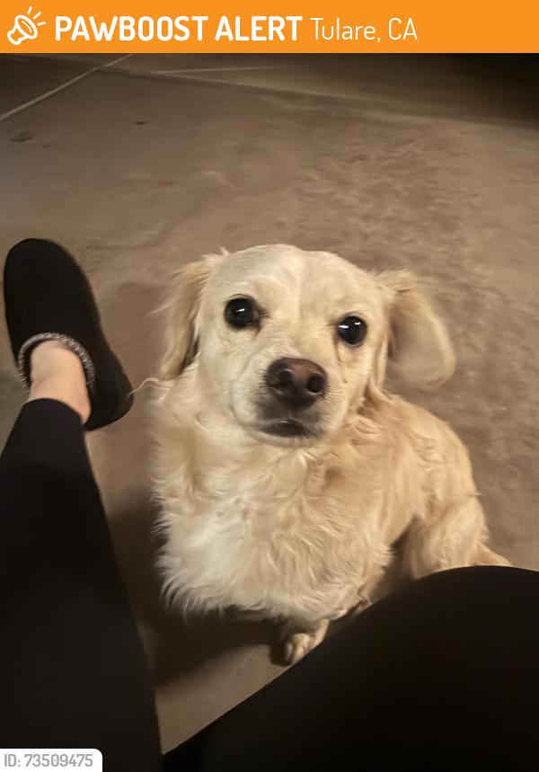 Found/Stray Male Dog last seen Tinto ave, Tulare, CA 93274