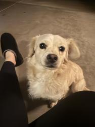 Found/Stray Male Dog last seen Tinto ave, Tulare, CA 93274
