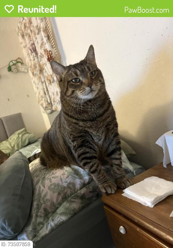 Reunited Male Cat last seen Racine and s pine, Janesville, WI 53548