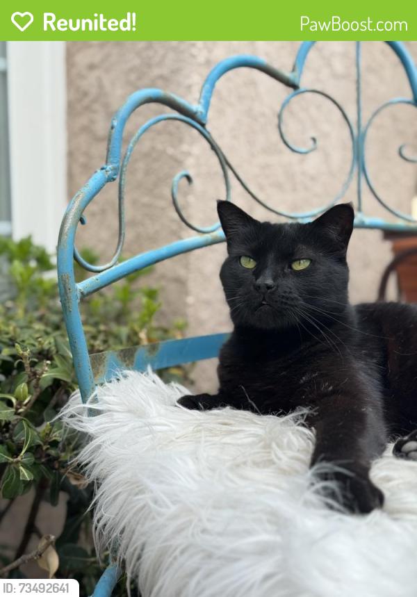 Reunited Male Cat last seen Elmdale & Burnside st, Simi Valley, CA 93065