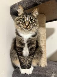 Reunited Female Cat last seen Delano Ave and Geneva Ave, San Francisco, CA 94112