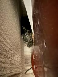 Found/Stray Unknown Cat last seen 14th and Emerson, Denver, CO 80203