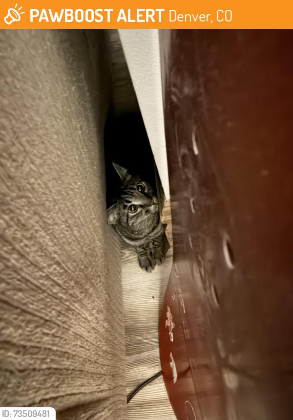 Found/Stray Unknown Cat last seen 14th and Emerson, Denver, CO 80203