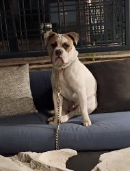 Reunited Male Dog last seen Public Storage, Valencia, Santa Clarita, CA 91355