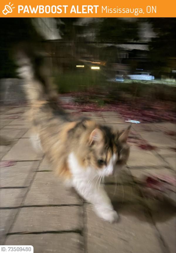 Found/Stray Unknown Cat last seen Tayside crescent, Mississauga, ON 