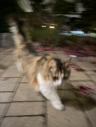 Found/Stray Unknown Cat last seen Tayside crescent, Mississauga, ON 