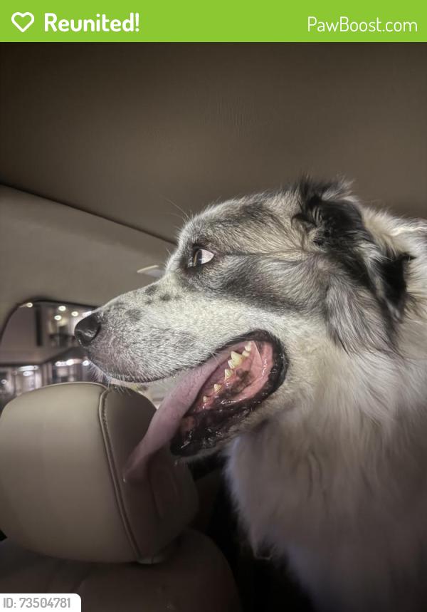 Reunited Unknown Dog last seen Huntley and Gaston, Dallas, TX 75214
