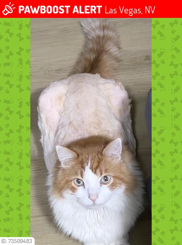 Lost Male Cat last seen Broadbent and steptoe across from the pizza place, Las Vegas, NV 89122