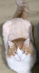 Lost Male Cat last seen Broadbent and steptoe across from the pizza place, Las Vegas, NV 89122