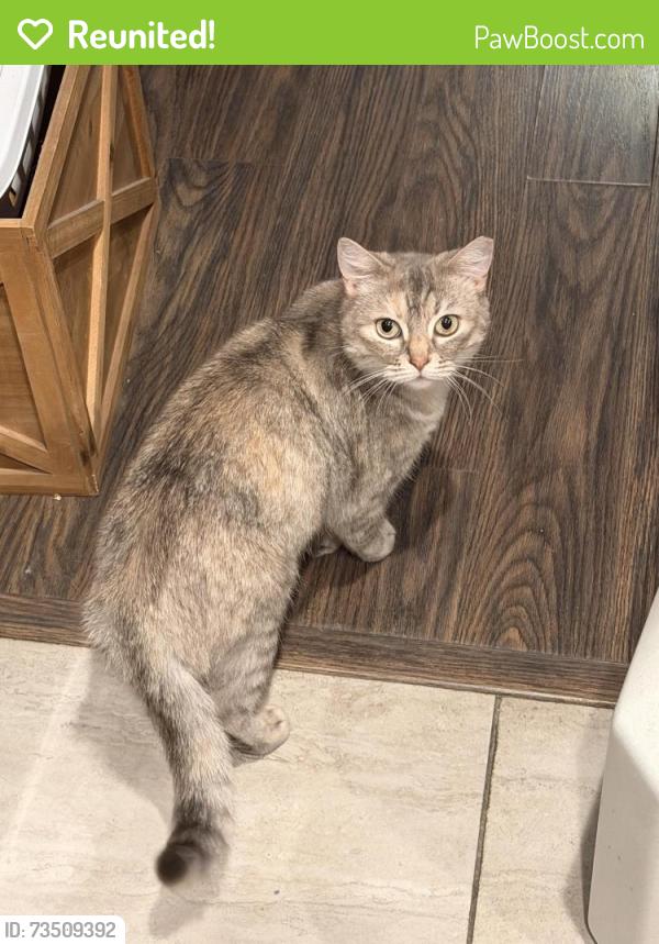 Reunited Female Cat last seen Excelsior and E38th, Oakland, CA 94602