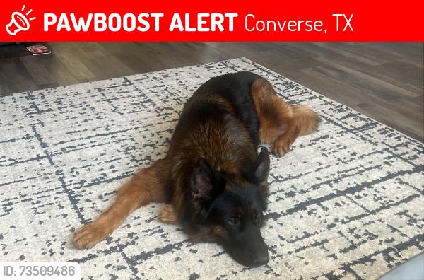 Lost Female Dog last seen Copper Rose and Autumn Run, Converse, TX 78109