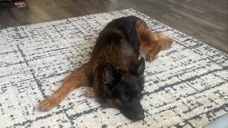 Lost Female Dog last seen Copper Rose and Autumn Run, Converse, TX 78109