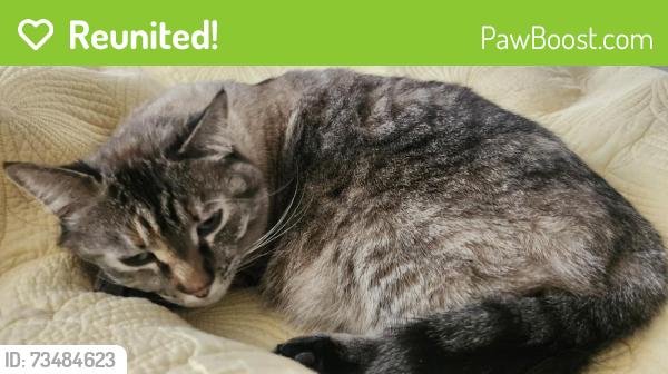 Reunited Female Cat last seen 32nd and Tejon, Denver, CO 80211