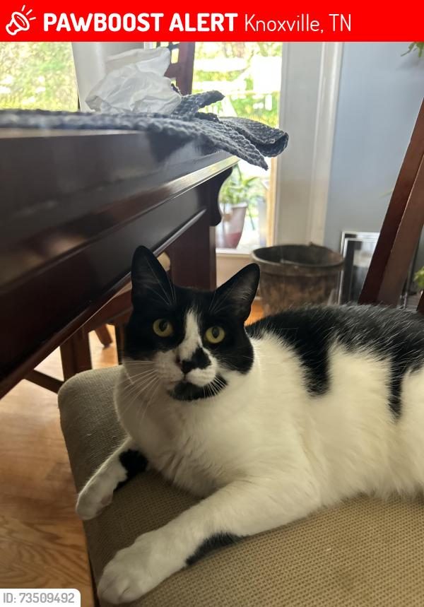 Lost Male Cat last seen Stone ridge subdivision, Knoxville, TN 37921
