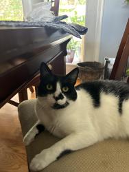 Lost Male Cat last seen Stone ridge subdivision, Knoxville, TN 37921