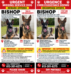 Lost Male Dog last seen Near rue msin, Gatineau, QC J8P 5K9