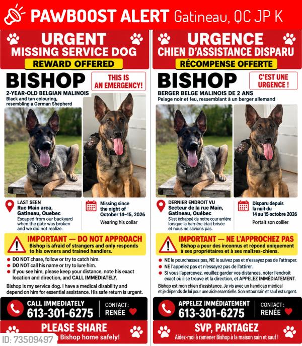 Lost Male Dog last seen Near rue msin, Gatineau, QC J8P 5K9