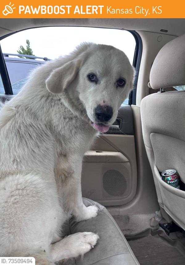 Found/Stray Female Dog last seen Not entirely sure sorry, we were in a rush, Kansas City, KS 66112