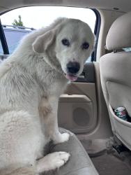 Found/Stray Female Dog last seen Not entirely sure sorry, we were in a rush, Kansas City, KS 66112