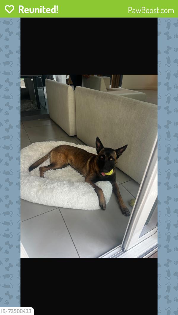 Reunited Female Dog last seen Winnetka and hatteras, Los Angeles, CA 91367