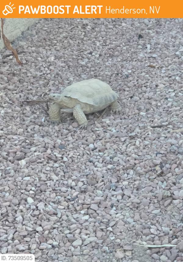 Found/Stray Unknown Other last seen Barrett and Engel, Henderson, NV 89011