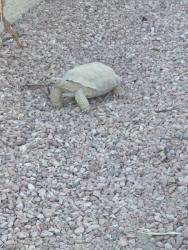 Found/Stray Unknown Other last seen Barrett and Engel, Henderson, NV 89011