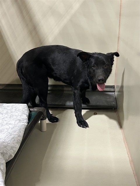 Shelter Stray Female Dog last seen Near BLOCK W ROSAMOND BLVD, ROSAMOND CA 93560, 3951 Fruitvale Ave, Bakersfield, CA 93308, USA