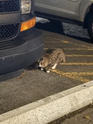 Found/Stray Unknown Cat last seen Between UAA student housing and the dining hall, Anchorage, AK 99508