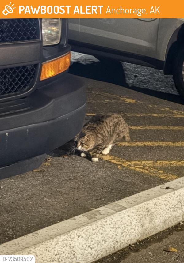 Found/Stray Unknown Cat last seen Between UAA student housing and the dining hall, Anchorage, AK 99508