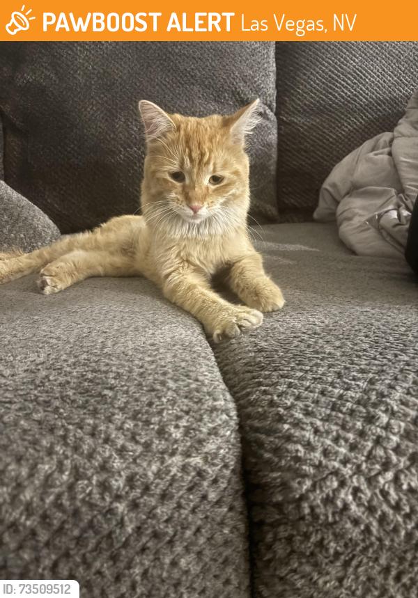 Found/Stray Female Cat last seen Desert Inn and mountain vista, Las Vegas, NV 89121