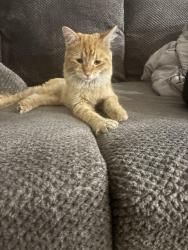 Found/Stray Female Cat last seen Desert Inn and mountain vista, Las Vegas, NV 89121
