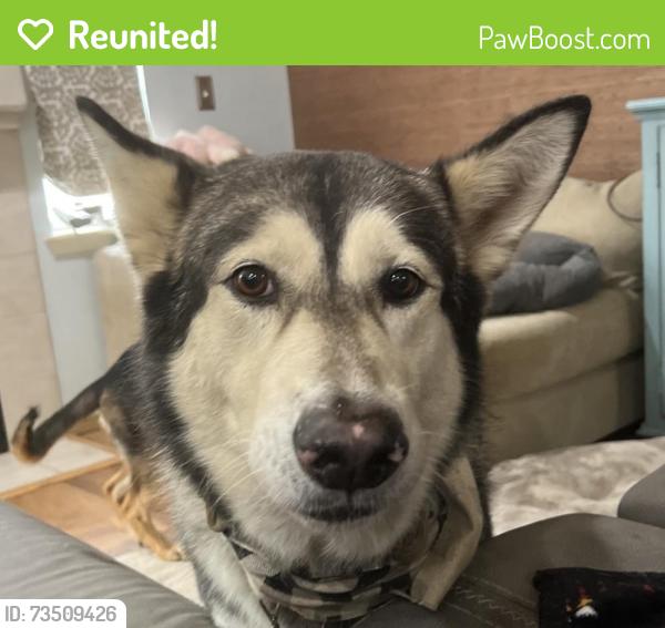 Reunited Male Dog last seen Golden given rd e and brookdale rd e, Parkland, WA 98445
