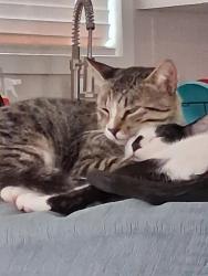 Lost Male Cat last seen Near kelly st, Merritt Island, FL 32953
