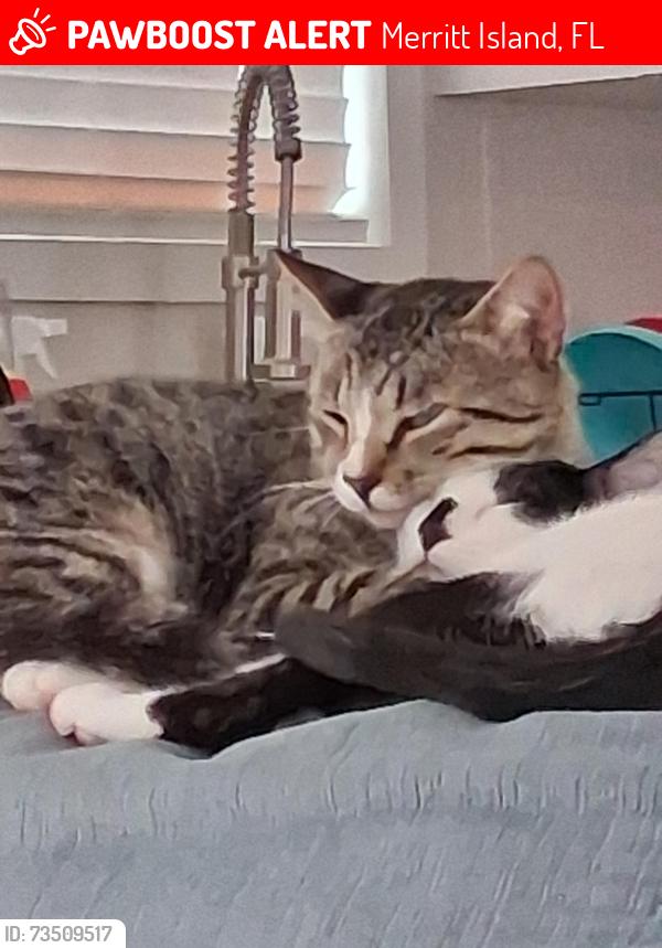 Lost Male Cat last seen Near kelly st, Merritt Island, FL 32953