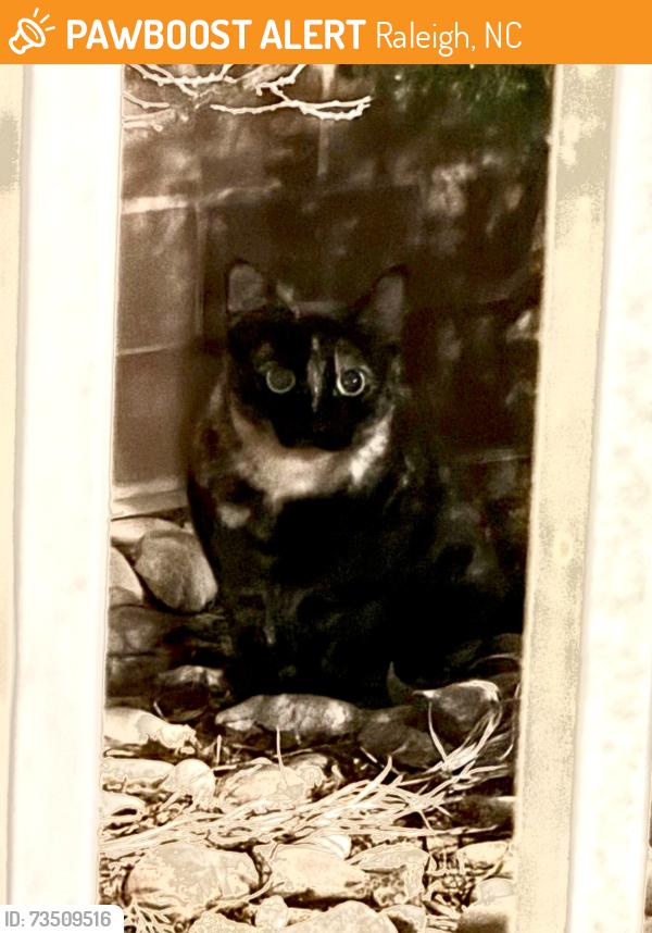 Found/Stray Unknown Cat last seen Crossing bushes outside The Cardinal in front of the park, Raleigh, NC 27609