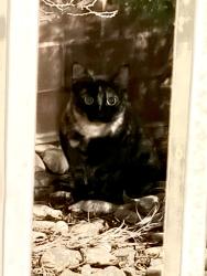 Found/Stray Unknown Cat last seen Crossing bushes outside The Cardinal in front of the park, Raleigh, NC 27609