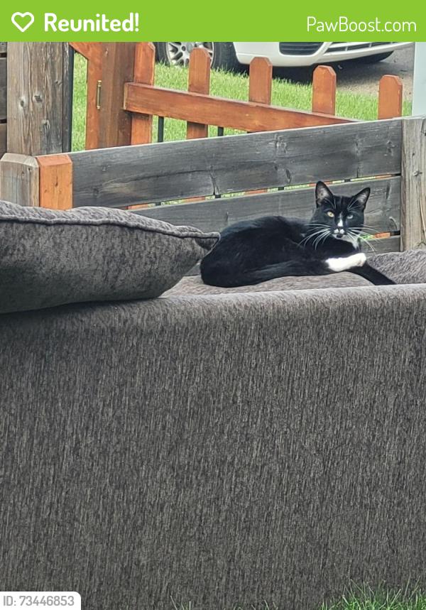 Reunited Male Cat last seen 115st , Dunluce Area, ., Edmonton, AB T5X 3V4