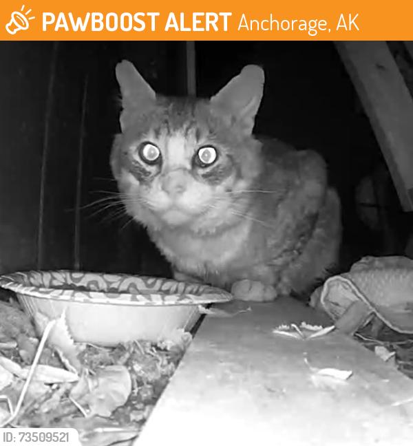 Found/Stray Unknown Cat last seen 79th Ave and Blackberry, Anchorage, AK 99502