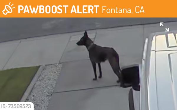 Found/Stray Unknown Dog last seen Cattail Ln & Randall, Fontana, CA 92335