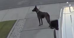 Found/Stray Unknown Dog last seen Cattail Ln & Randall, Fontana, CA 92335