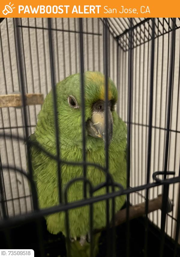 Found/Stray Unknown Bird last seen Evergreen Valley College, San Jose, CA 95121