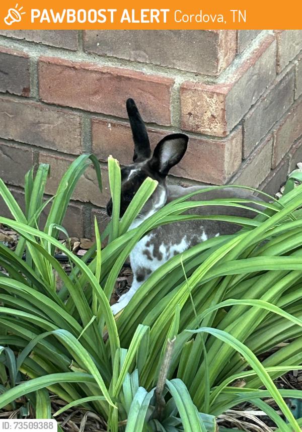 Found/Stray Unknown Rabbit last seen Houston Levee & Macon Rd, Cordova, Tn, Cordova, TN 38018