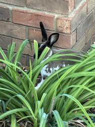 Found/Stray Unknown Rabbit last seen Houston Levee & Macon Rd, Cordova, Tn, Cordova, TN 38018