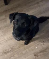 Reunited Male Dog last seen Pepper tree, Redding, CA 96003